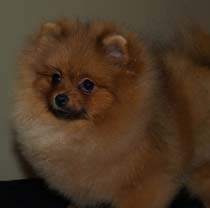 leif small